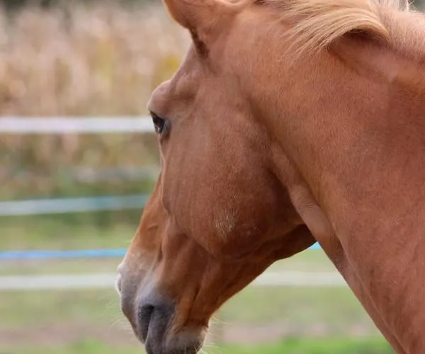 Les Ecuries Du Seque Bed & Breakfast